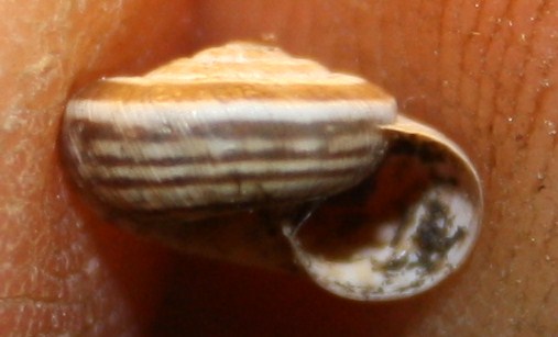 Cernuella neglecta?